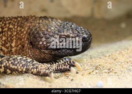 Skorpionkruste Eidechse (Heloderma horridum), Erwachsene, Porträt, auf dem Boden, nachtaktiv, Mexiko, Nordamerika, Gefangenschaft Stockfoto