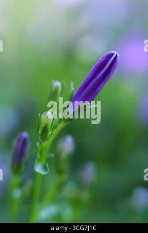 Campanula Glockenblumen im Garten, Nahaufnahme des Fotos Stockfoto