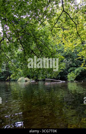 Klarer, flacher Fluss mit glatten Felsen und Bäumen, umgeben von üppig grünen Wäldern in einer friedlichen Sommerlandschaft Stockfoto