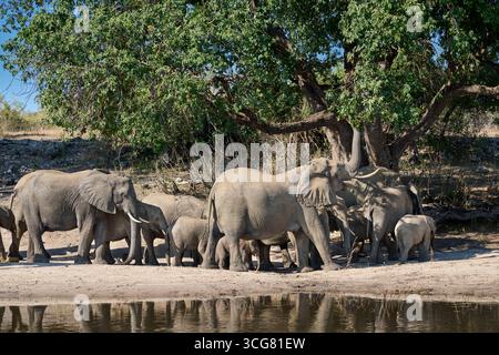 Familie des afrikanischen Buschelefanten (Loxodonta africana) am Chobe River, Chobe National Park, Botswana Afrika Stockfoto