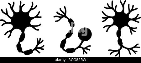 Drei Neuronentypen mit Axonen, Dendriten und synaptischen Zweigen für wissenschaftliche oder pädagogische Zwecke Stock Vektor