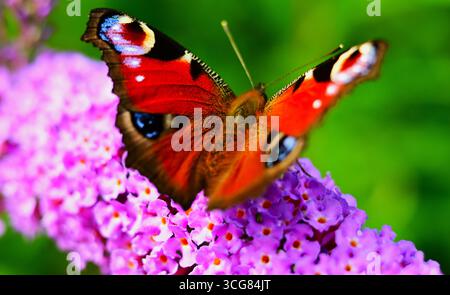 Pfau-Schmetterling auf einem Buddleia-Baum, der bunte europäische Schmetterling. Stockfoto