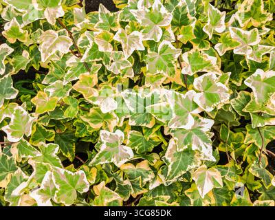 Nahaufnahme der Blätter des Efeu, Hedera helix gelb. Stockfoto
