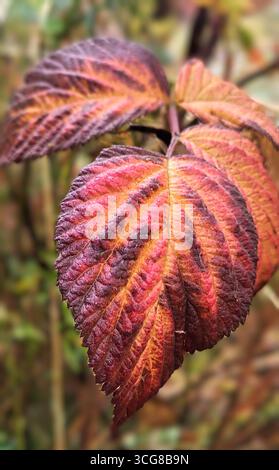 Nahaufnahme einzigartiger Herbstblätter in warmen Orange-, dunkelroten und braunen Tönen mit verschwommenem Waldhintergrund Stockfoto