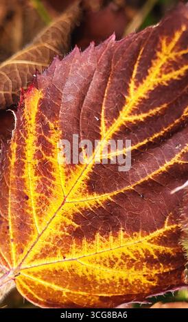 Nahaufnahme eines einzigartigen Herbstblattes in Braun und Gelb mit sichtbaren farbigen Adern Stockfoto