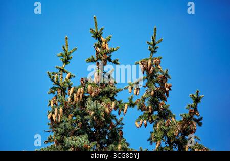 Bild der Spitze einer Nadelbaumfichte mit Kegeln vor blauem Himmel Stockfoto