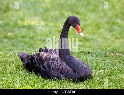 Bild eines schwarzen Schwans, der im Gras auf einer Wiese sitzt Stockfoto