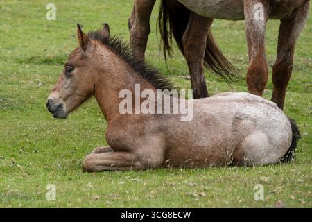 Ein wunderschönes wildes Bodmin Pony Fohlen, das auf Bodmin Moor in Cornwall in Großbritannien ruht. Stockfoto