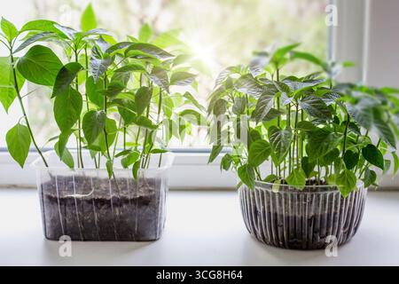 Junge Setzlinge von Tomaten- und Pfeffergemüse in einem Plastikbehälter im Boden stehen auf der Fensterbank in der Wohnung, Sonnenschein Stockfoto