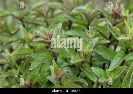 Mentha x piperita f. citrata "Schokolade", Stockfoto