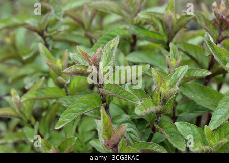 Mentha x piperita f. citrata "Schokolade", Stockfoto