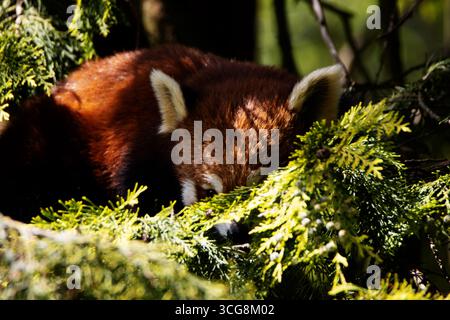 Ein einziger Roter Panda (Ailurus fulgens), der hinter den Blättern eines Baumes beobachtet Stockfoto