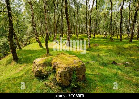 Großer, moosbedeckter Felsbrocken zwischen den silbernen Birken in einem sonnendurchfluteten Bolehill-Steinbruch in Derbyshire. Stockfoto