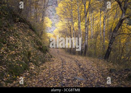 Ein friedlicher Pfad in Vall Fosca, Katalonien, ist mit farbenfrohen Herbstblättern bedeckt, perfekt für Erkundungen. Stockfoto