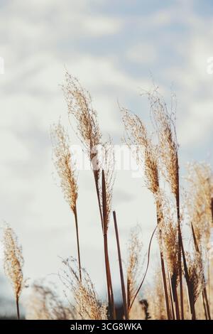 Getrocknetes Schilf im Winterlicht am Nachmittag, Malmö, Schweden Stockfoto