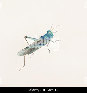 Grashüpfer – Chinesische Tinte und minimalistisches Farbgemälde auf weiß Stockfoto