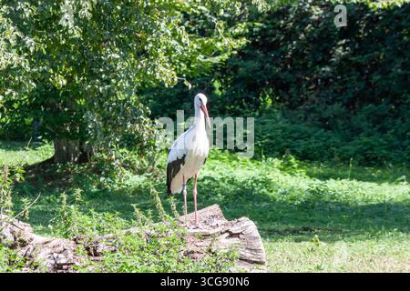 Ein schöner weißer Storch steht anmutig auf einem umgestürzten Baumstamm auf einer sonnigen, grünen Wiese, dessen markanter roter Schnabel und Beine sich von seiner pristin abheben Stockfoto