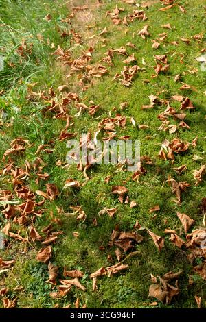 Trockenes braunes Laub, das auf Gras liegt während heißer WITTERUNG Hitzewellen Dürre vorzeitig Frühherbst August Wales Großbritannien Großbritannien 2025 KATHY DEWITT Stockfoto