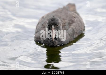 Jugendliche eurasische Kotkamera beim Schwimmen in einem Amsterdamer Kanal, Niederlande, sanfte Wellen und Reflexionen, die auf der hellen Wasseroberfläche sichtbar sind. Stockfoto
