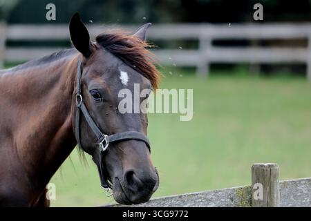 Die Warmblutstute in Neckholder steht an einem Holzzaun, fliegt um ihr Gesicht, die Mähne wird von einer Brise gehoben, das Porträt von Kopf und Schultern bei weichem Tageslicht. Stockfoto