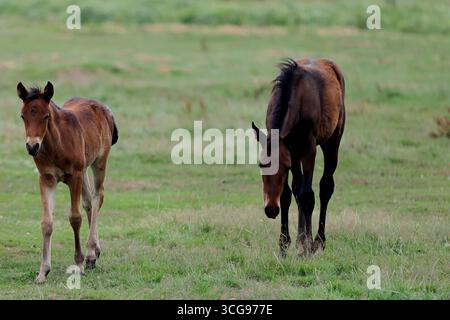 Zwei junge Fohlen laufen über offene Weiden, eines blickt nach vorne und das andere weidet, fotografiert bei weichem Tageslicht mit langem Gras und viel Platz. Stockfoto