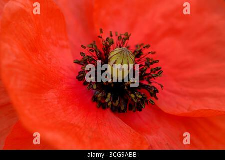 Die Nahaufnahme der roten Mohnblume zeigt die Samenkapsel und die dunklen Staubblätter in hellen Blütenblättern, die als detailliertes Makro mit geringer Schärfentiefe erfasst werden. Stockfoto