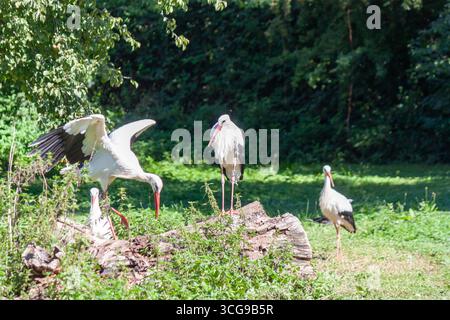 Eine Gruppe eleganter Weißstörche, die sich auf einem gefallenen Baumstamm auf einer sonnigen, grünen Wiese ausruhen Stockfoto