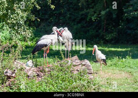 Eine Gruppe eleganter Weißstörche, die sich auf einem gefallenen Baumstamm auf einer sonnigen, grünen Wiese ausruhen Stockfoto
