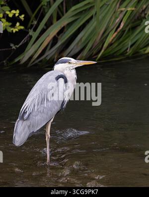 Graureiher am Fluss mit Blick nach rechts – Wild Bird in Natural Habitat Stockfoto