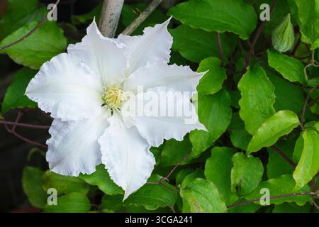 Frühe, großblütige Clematis Gladys Picard, einzelne, mit Rüschen besetzte, blassmalvenrosa Blüten, die zu weißen, gelben Staubblättern Reifen, Stockfoto