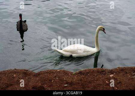 Blick auf weiße und schwarze Schwäne auf einem See in Florida Stockfoto