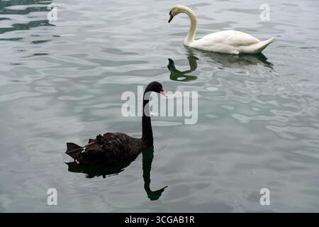 Blick auf weiße und schwarze Schwäne auf einem See in Florida Stockfoto