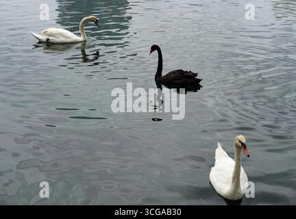 Blick auf weiße und schwarze Schwäne auf einem See in Florida Stockfoto