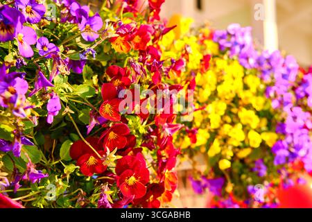 Lebendige Blüte aus bunten Stiefmütterchen Stockfoto