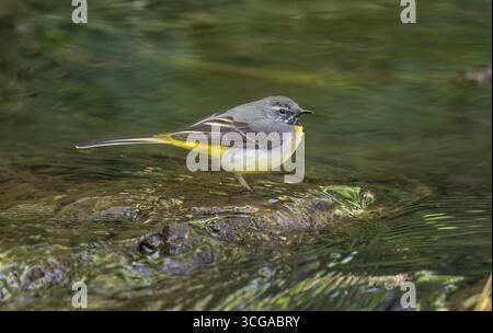 Graues Wagtail Baby auf einem Stein im Fluss, Nahaufnahme Stockfoto