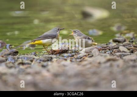 Graues Wagtail Baby, das von einem Erwachsenen auf einem Stein in einem Fluss gefüttert wird, Nahaufnahme Stockfoto