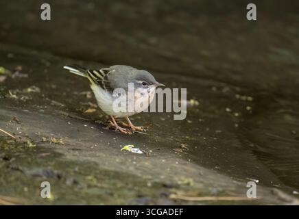Graues Wagtail Baby auf einem Stein im Fluss, Nahaufnahme Stockfoto
