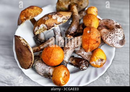 Frisch geerntete Waldpilze (Leccinum) auf Teller, Nahaufnahme. Stockfoto