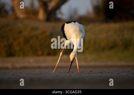 Anmutiger Weißstorch auf der Suche in einem kleinen Feuchtgebiet umgeben von üppigem Grün Stockfoto