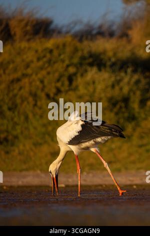 Anmutiger Weißstorch auf der Suche in einem kleinen Feuchtgebiet umgeben von üppigem Grün Stockfoto