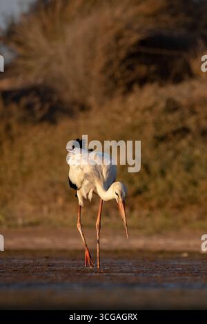 Anmutiger Weißstorch auf der Suche in einem kleinen Feuchtgebiet umgeben von üppigem Grün Stockfoto