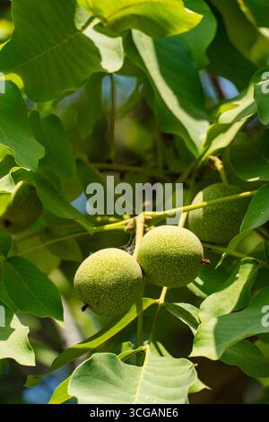 Nahaufnahme unreifer grüner Walnüsse in Schalen auf einem Walnussbaumzweig mit üppigen Blättern und natürlichem Sonnenlicht, perfekt für botanische oder saisonale Designs Stockfoto