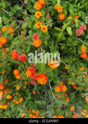 Lantana Camara, auch bekannt als gewöhnliches lantana, roter Salbei oder gelber Salbei Stockfoto