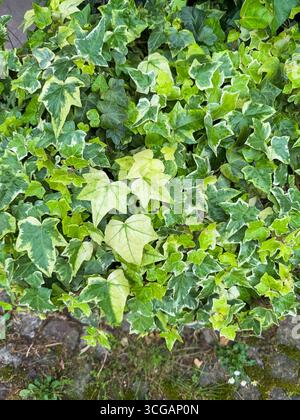 Efeu, Hedera Helix, Pflanze, die an der Wand wächst. Grüner Leaves Hintergrund. Stockfoto