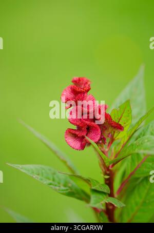 Rosa Blüte (Celosia argentea var. Cristata) Stockfoto