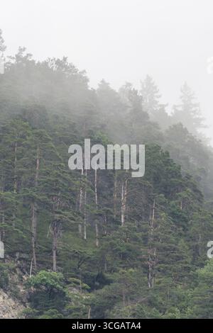 Nebliger Berghang, bedeckt von dichten Nadelwäldern, enthüllt schattige Waldtiefen und atmosphärische Ruhe Stockfoto