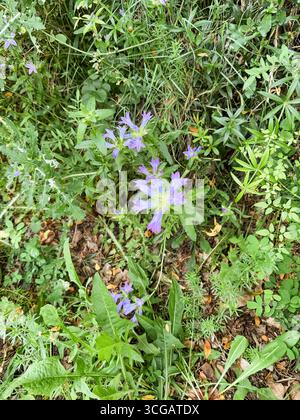 Campanula lingulata, Campanulaceae. Wilde Pflanzen, die im Frühjahr geschossen wurden Stockfoto