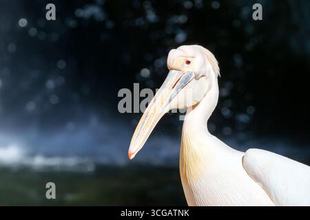 Porträt eines großen weißen Pelikans mit einem rosa Flamingo im Hintergrund, genießen Sie einen sonnigen Tag im Zoo Stockfoto