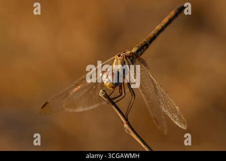 Eine zarte Libelle ruht auf einem Zweig im warmen Glanz eines zyprischen Sonnenuntergangs und hebt die Schönheit der Natur, die Tierwelt und die ruhige Landschaft im Freien hervor. Stockfoto