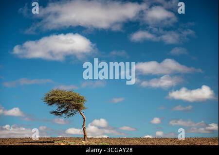 Ein einzelner einsamer Baum in der Sahara in Marokko Stockfoto